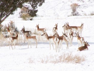 antelope-off-hwy-89-east-of-panguitch-1